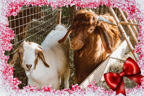 Pig, Goat and Chicken to Donate