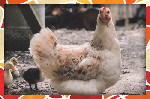 Chicken (RB)