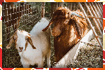 All Three: pig, goat and chicken (RB)