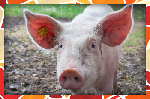 Pig 