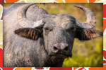Water Buffalo (RB)