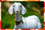 Goat (RB)